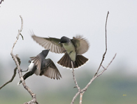 Eastern Kingbirds 8624
